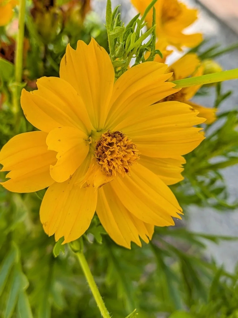 Cosmos Sulphureus