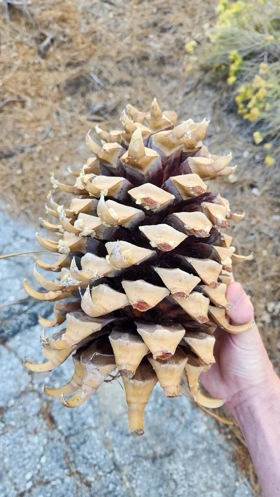 Pinus Coulteri