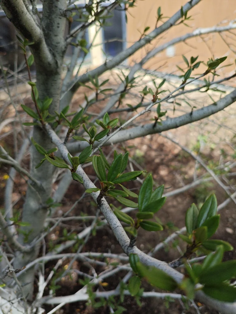 Cercocarpus Ledifolius