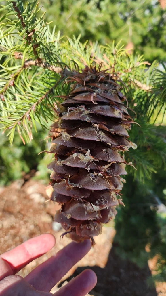Pseudotsuga Macrocarpa