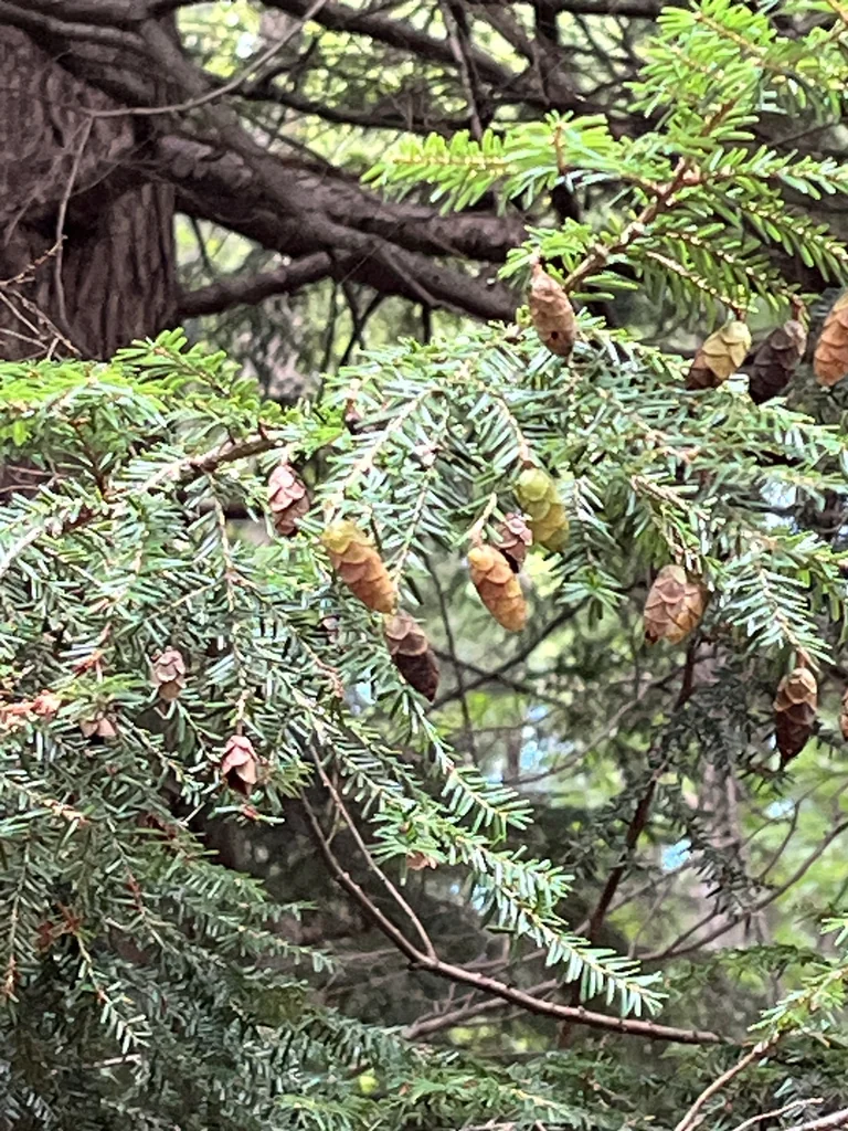 Tsuga Canadensis