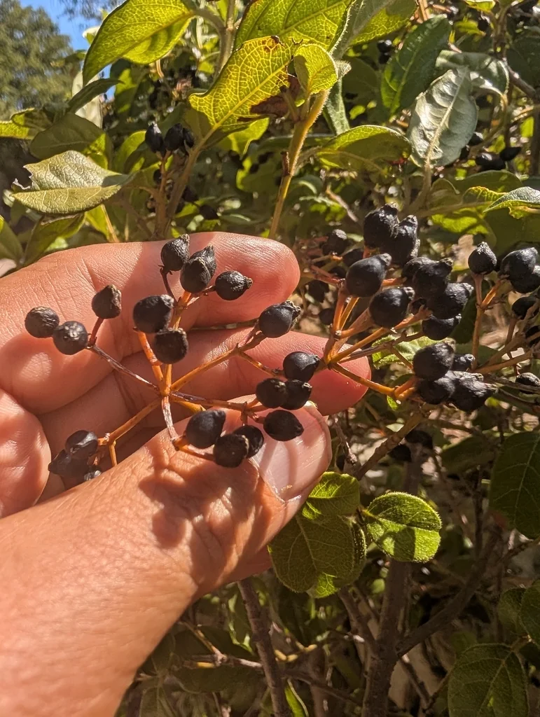Viburnum Tinus