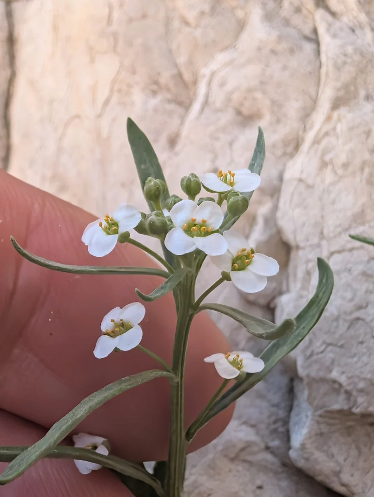 Lobularia maritima