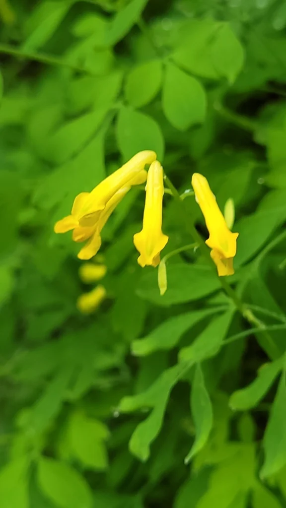 Corydalis Lutea