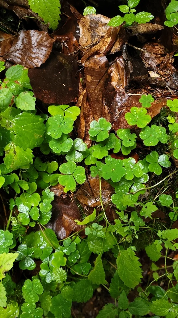 Oxalis Acetosella
