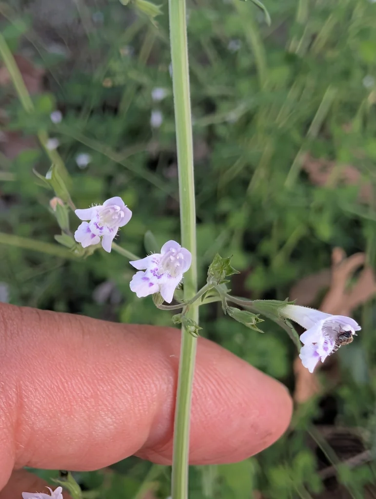 Calamintha Nepeta