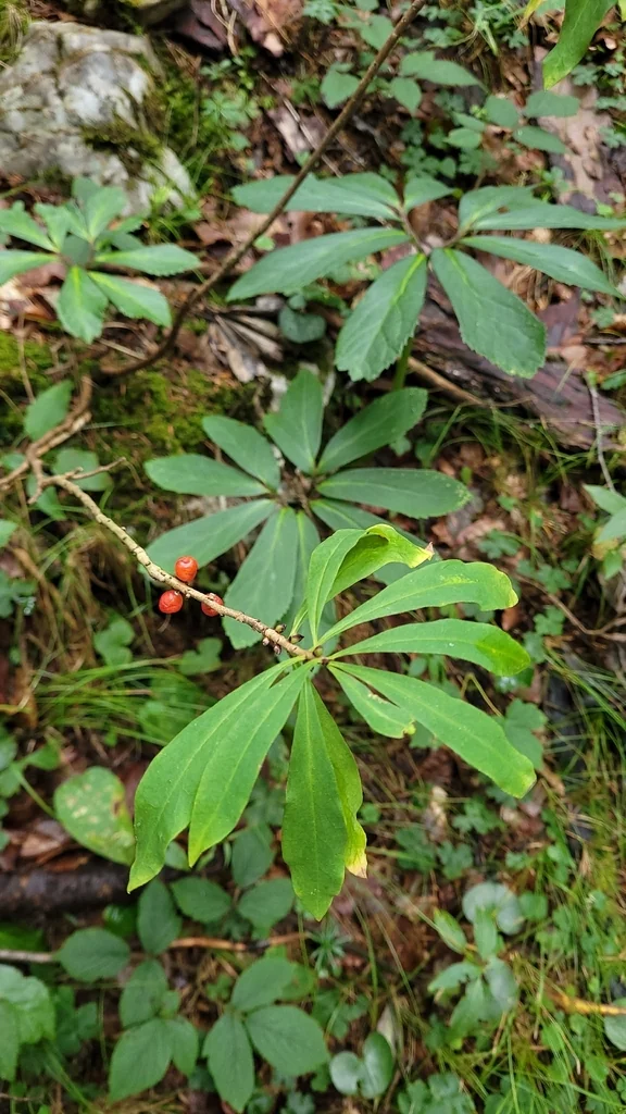 Daphne Mezereum