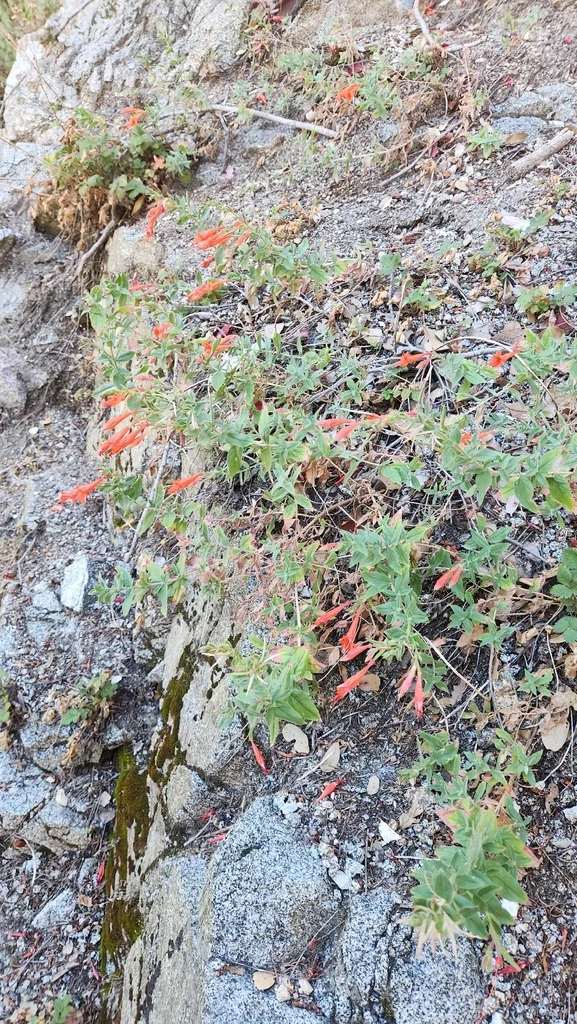 Zauschneria Californica