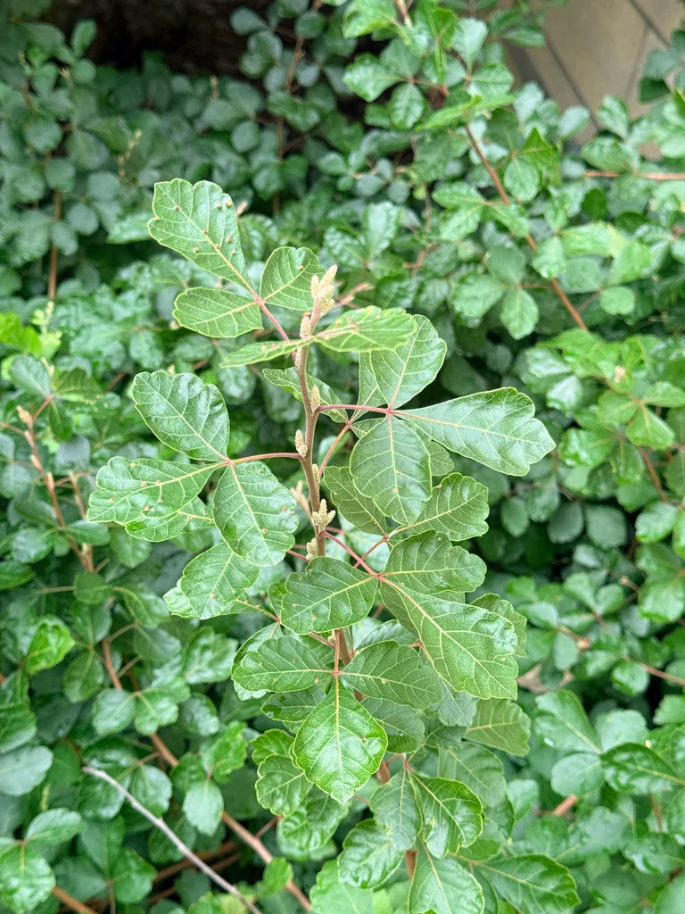 Rhus Aromatica