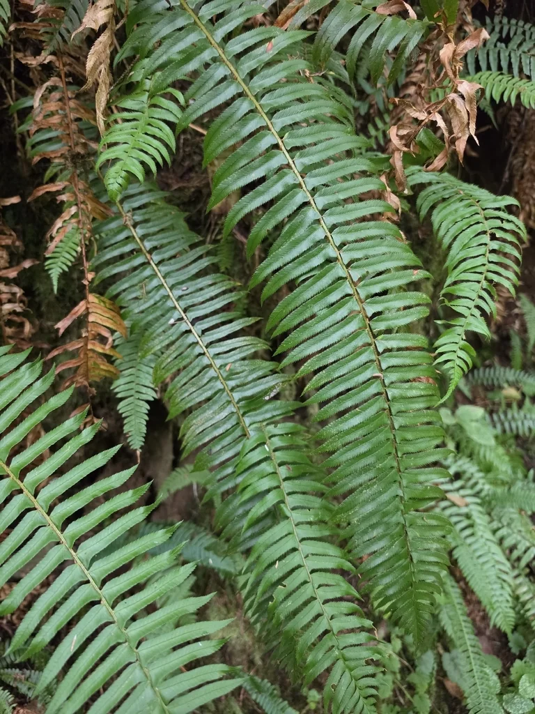 Polystichum Munitum