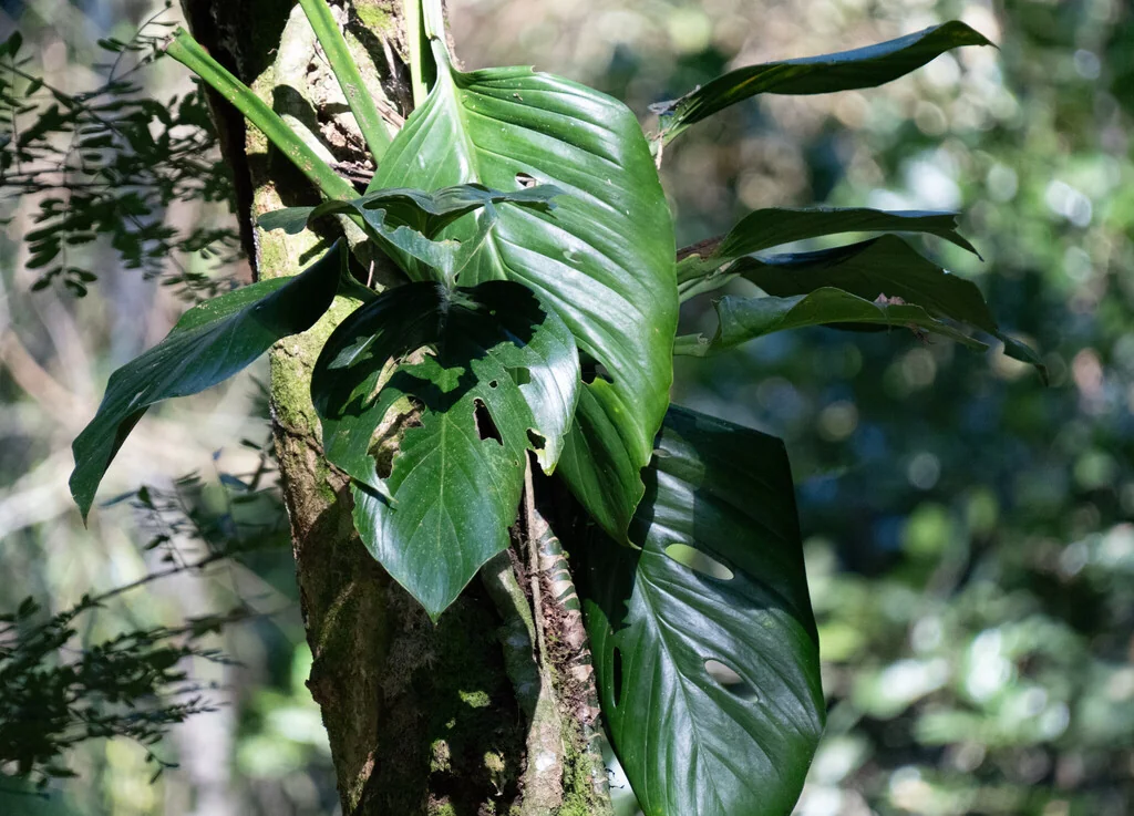 Monstera adansonii