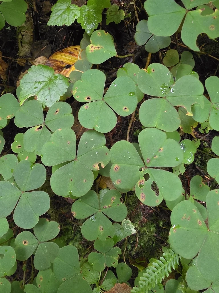 Oxalis Oregana