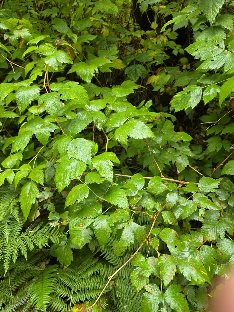 Rubus Spectabilis
