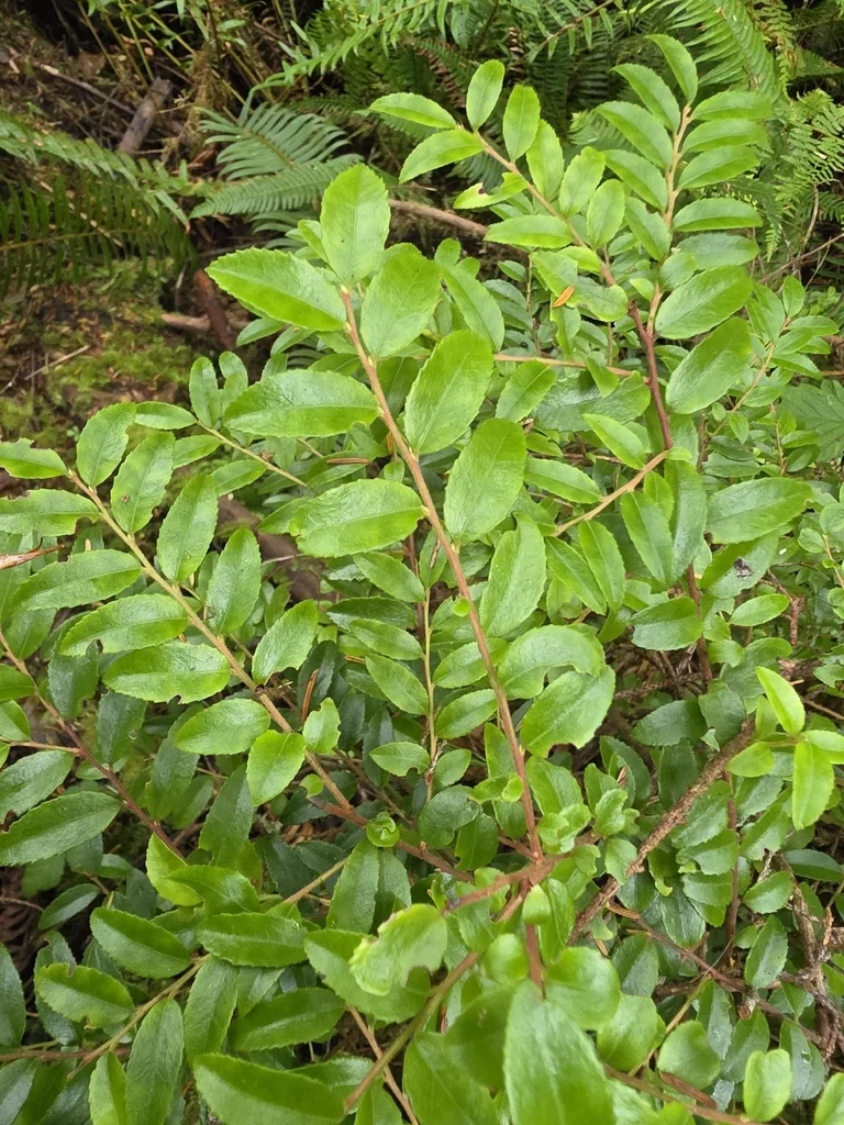 Vaccinium Ovatum