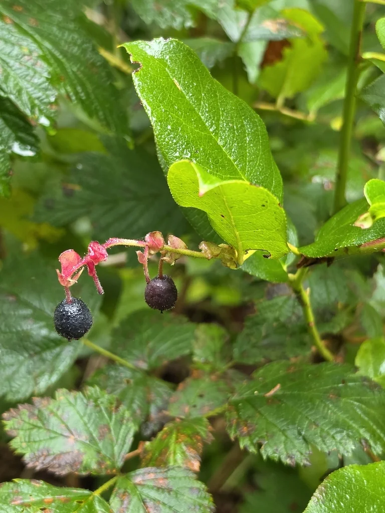 Gaultheria Shallon