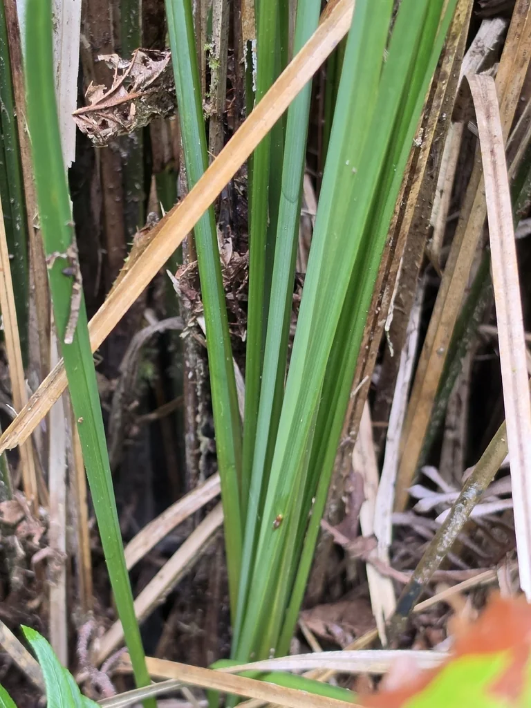 Carex Obnupta