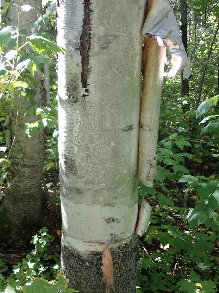 Betula Papyrifera