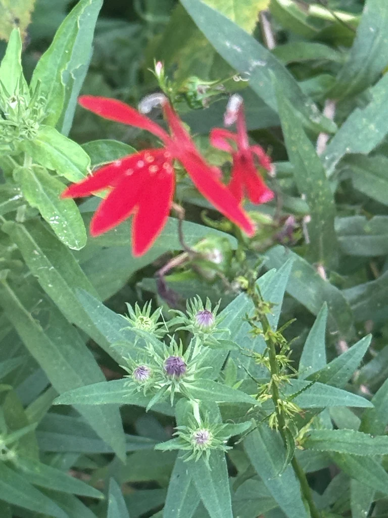 Lobelia Cardinalis