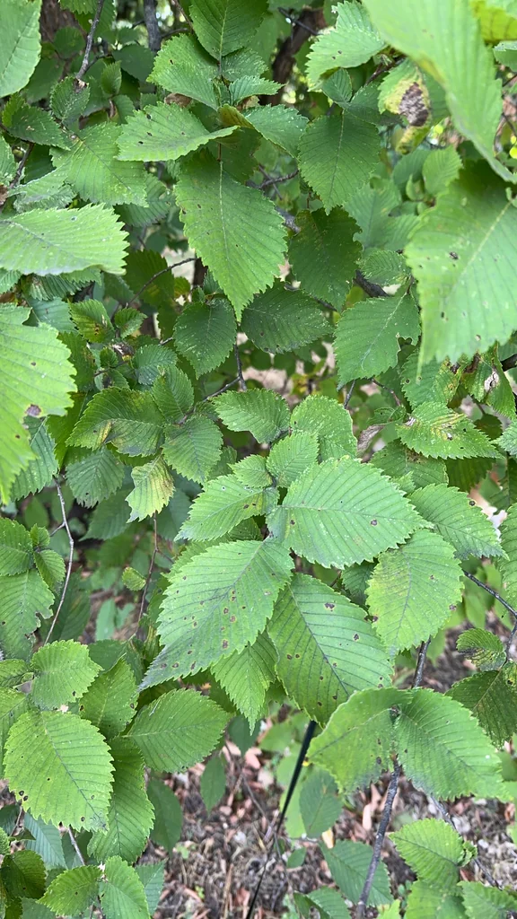 Ulmus Americana
