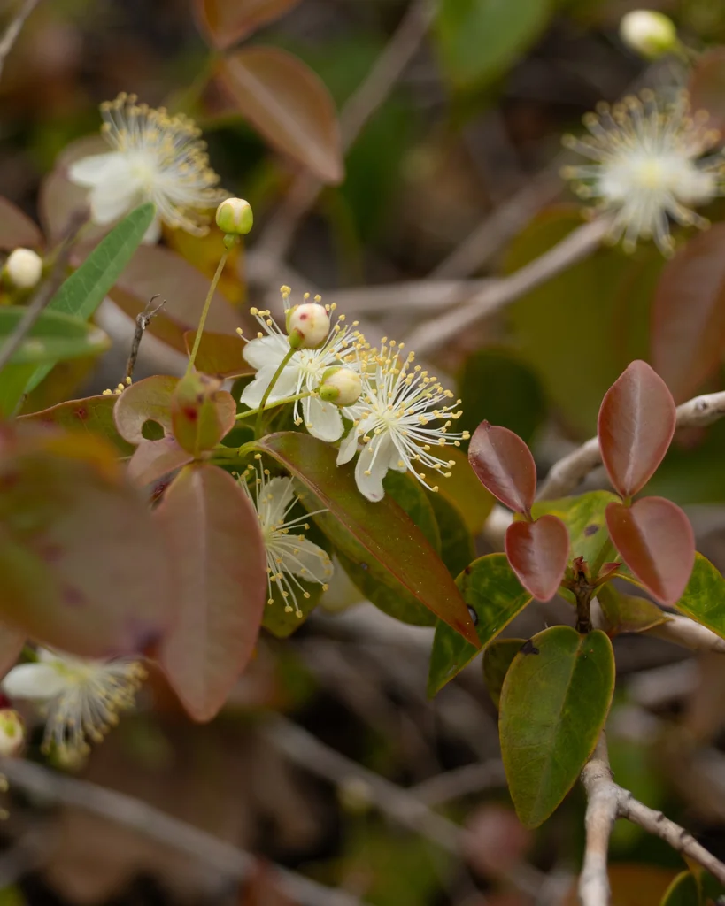 Eugenia Uniflora