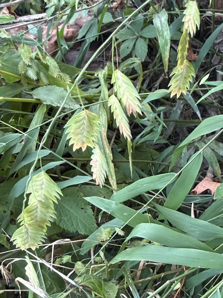 Chasmanthium Latifolium