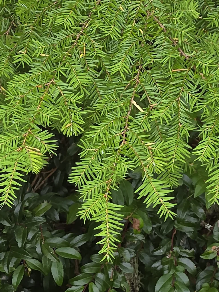 Tsuga Heterophylla