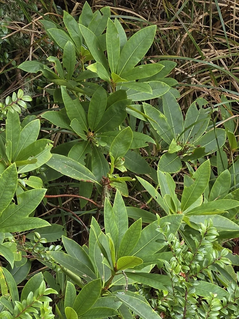 Rhododendron Macrophyllum