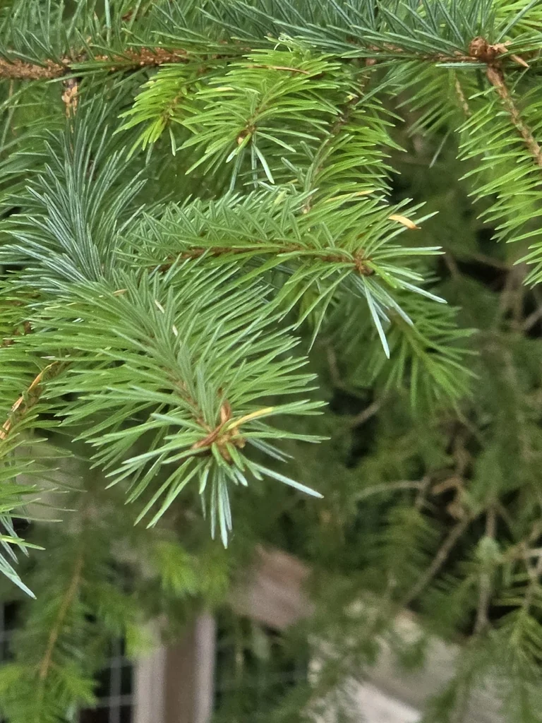 Picea Sitchensis