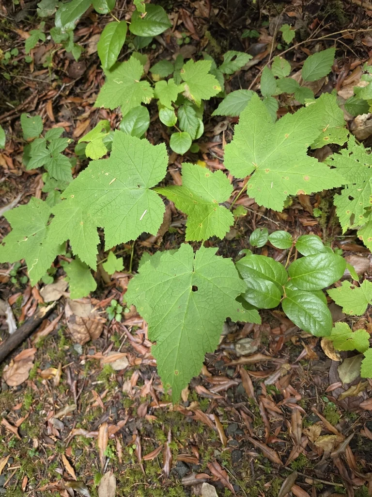 Rubus Parviflorus