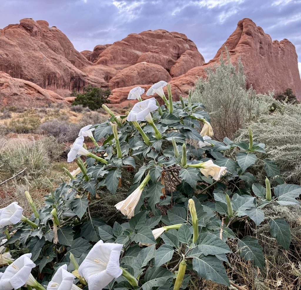 Datura wrightii