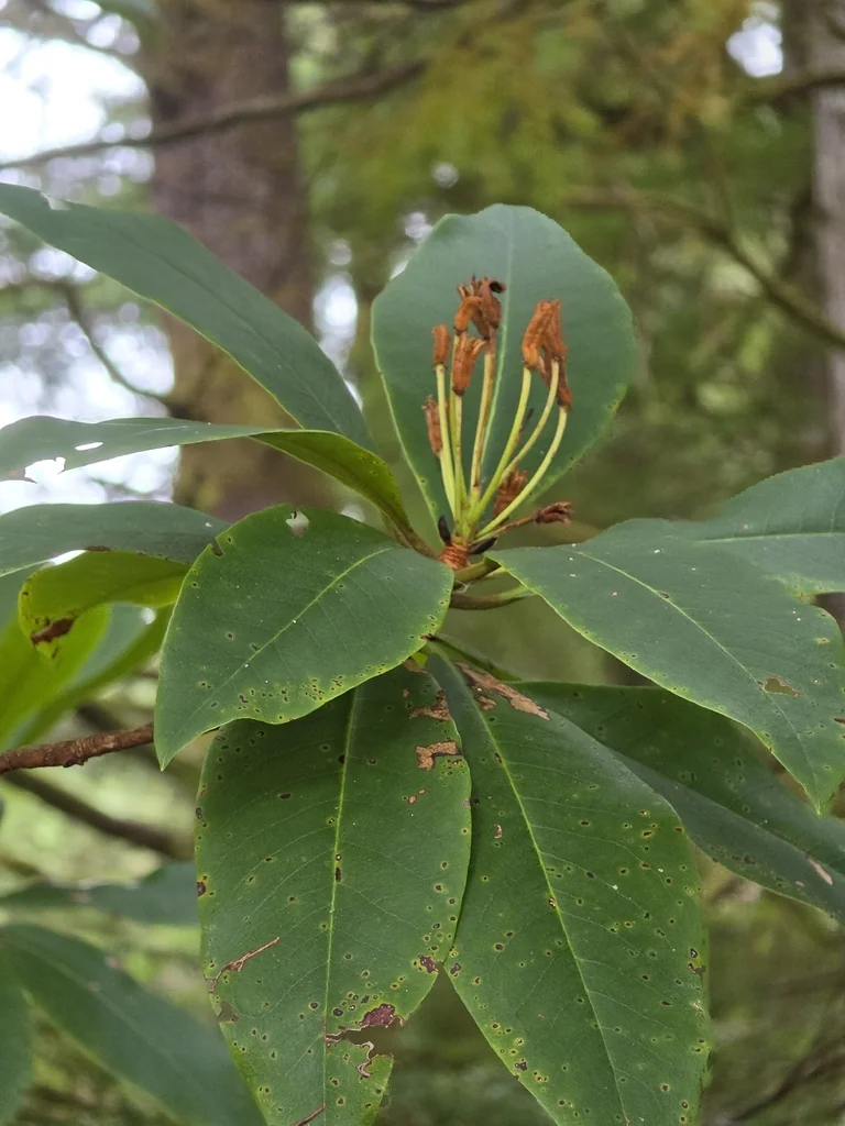 Rhododendron Macrophyllum