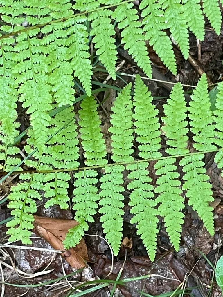 Dennstaedtia Punctiloba