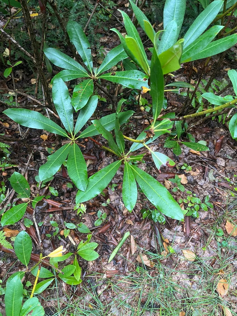 Rhododendron Maximum