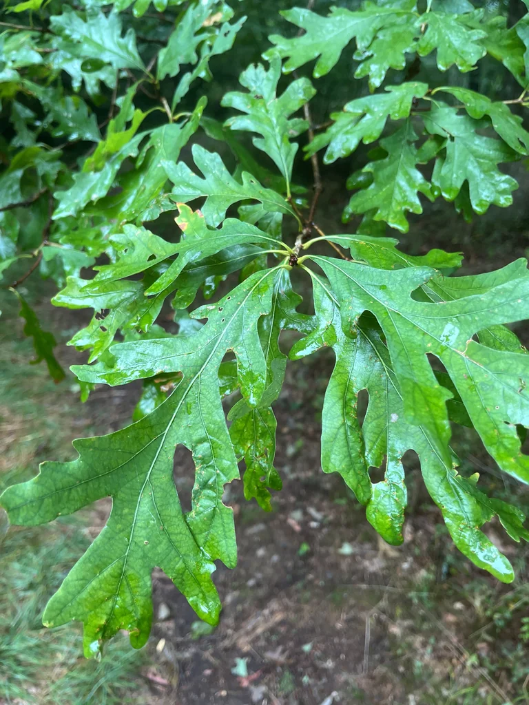 Quercus Alba