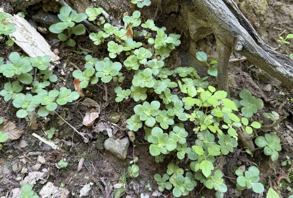 Sedum Ternatum
