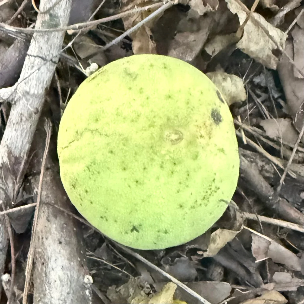 Juglans Nigra