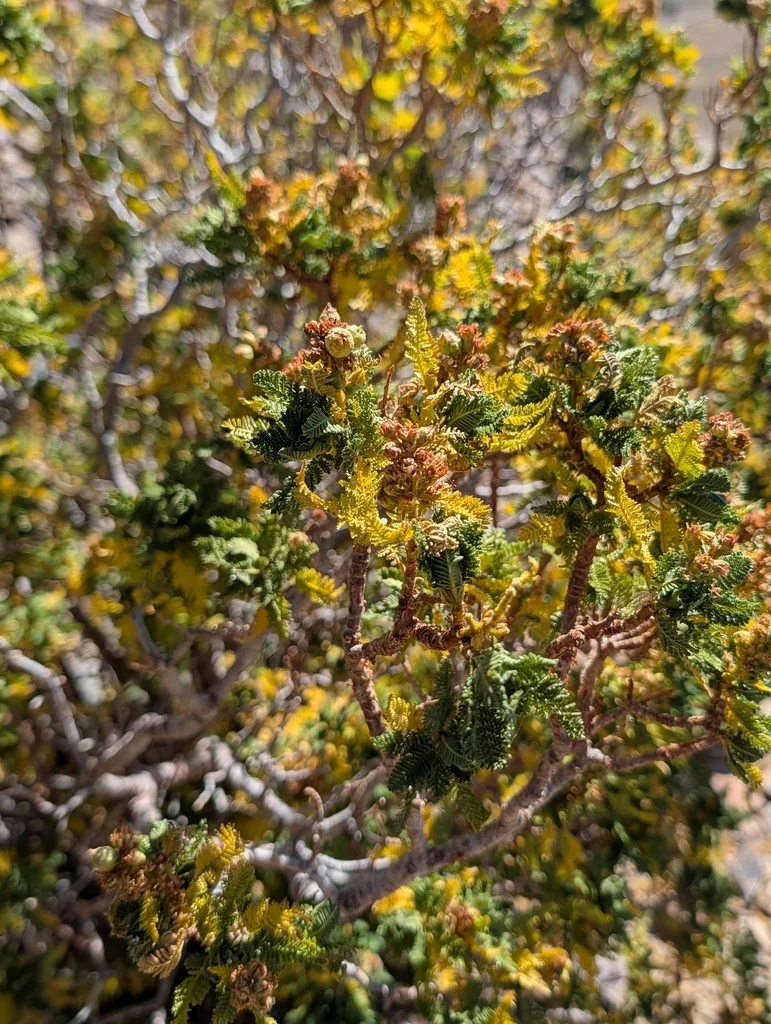 Chamaebatiaria Millefolium