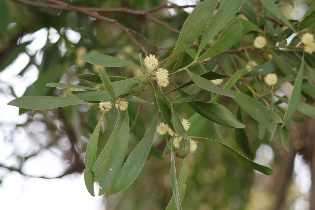 Acacia Melanoxylon