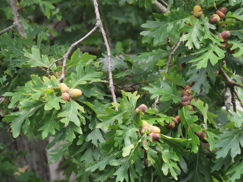 Quercus Alba