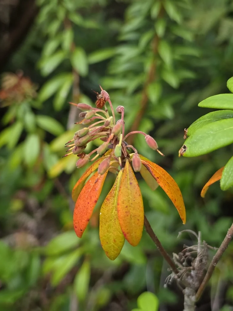 Rhododendron Columbianum