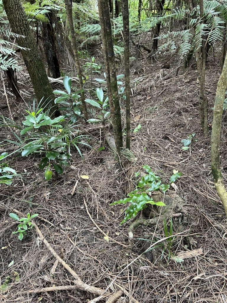 Corynocarpus Laevigatus