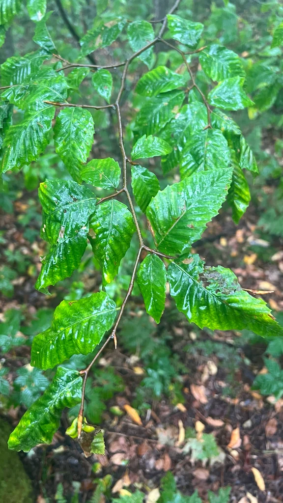 Fagus grandifolia