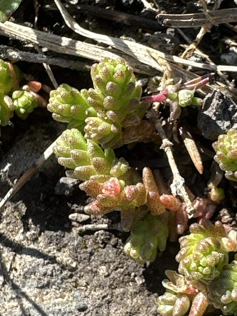 Sedum Acre