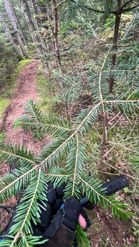 Abies Balsamea