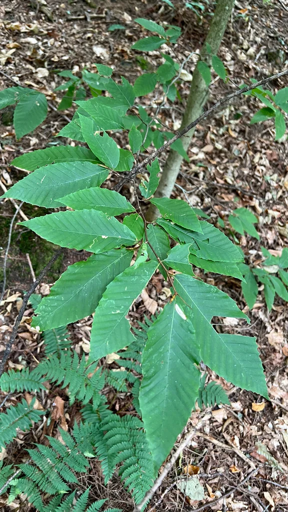Fagus grandifolia