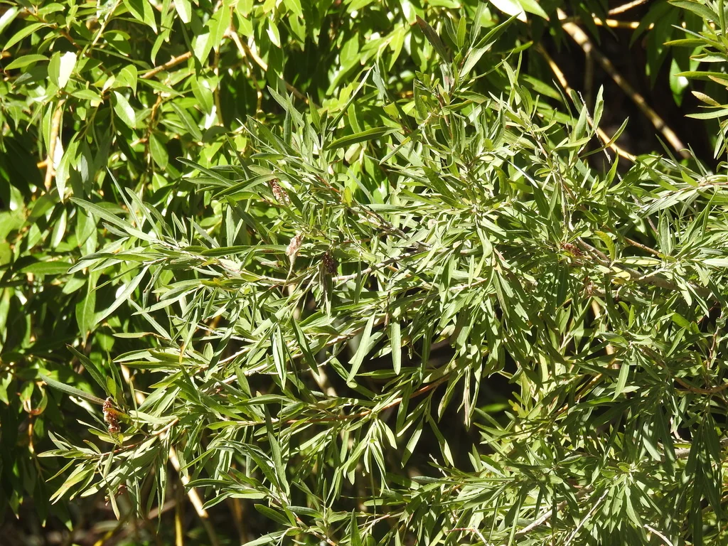 Salix Exigua