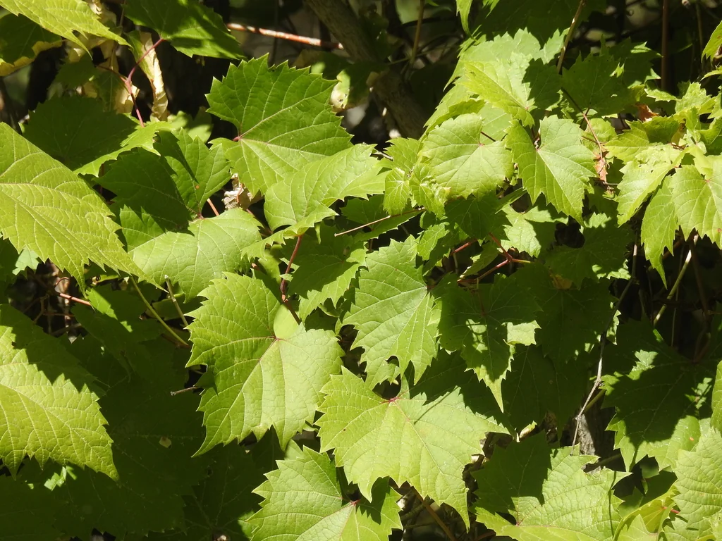 Vitis Riparia