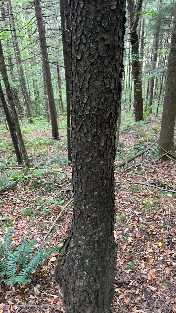 Prunus Serotina