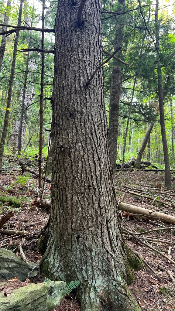 Tsuga Canadensis