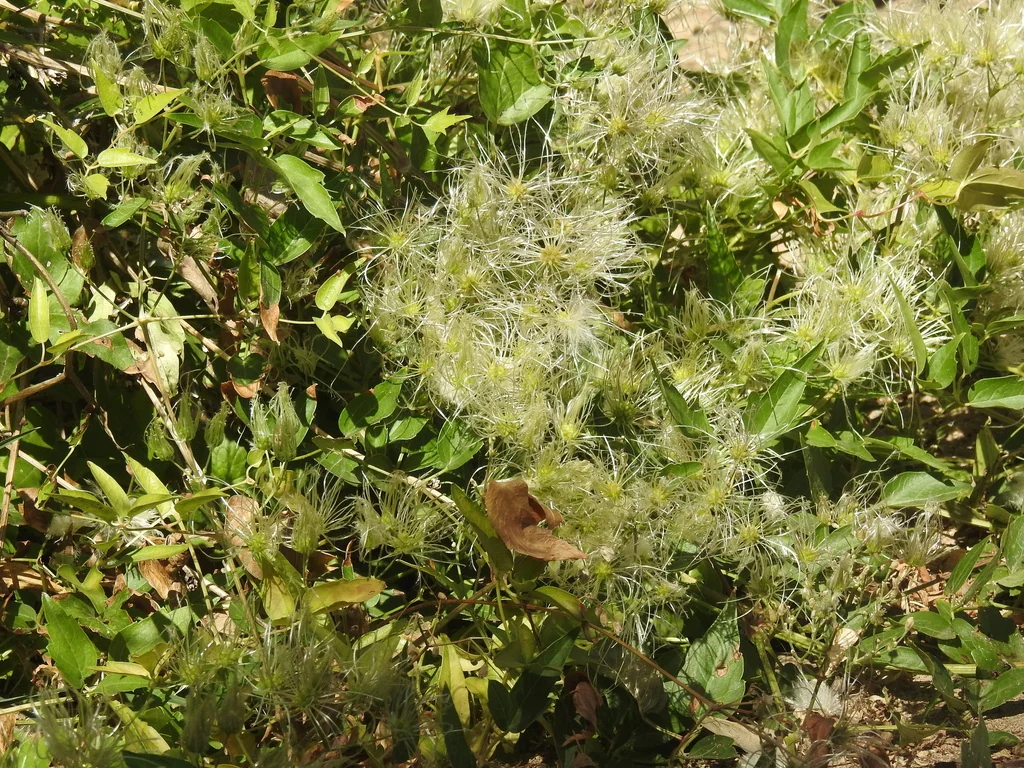 Clematis Ligusticifolia